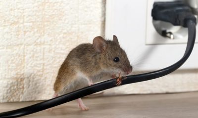 Mouse Control is on the Table Only if Seen Running on Capitol Hill