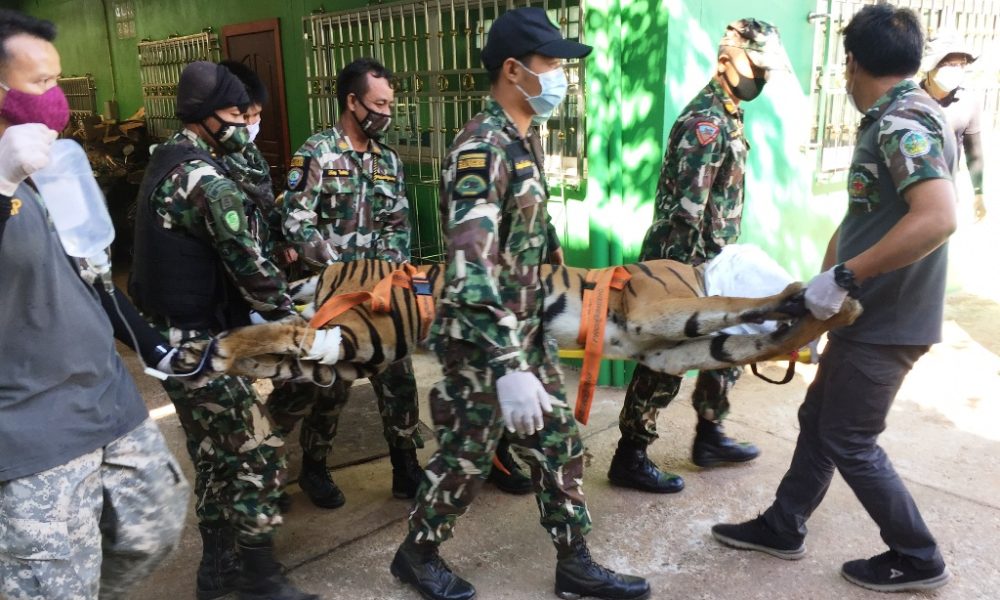 Wildlife officials, tiger cubs, thailand