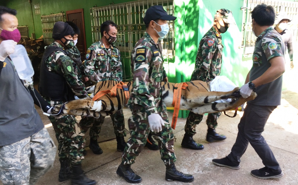 Wildlife officials, tiger cubs, thailand