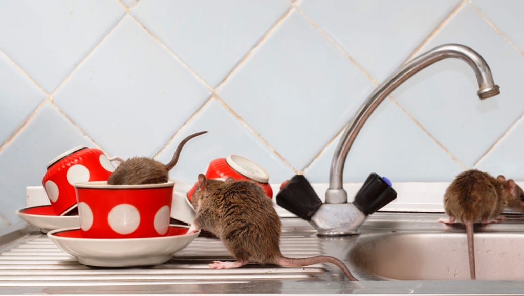 Understanding the Health Implications of Not Having Rodent Control