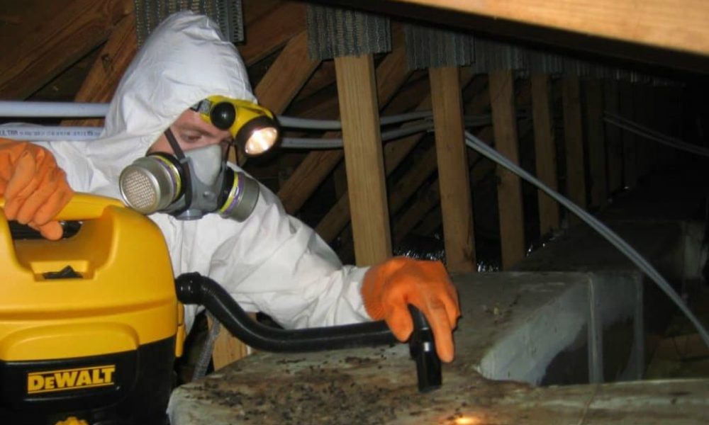 Pest Control Officials in the UK Warn Over Mice Droppings