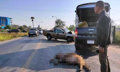 Water Buffaloes Cause Head on Collision in Northeastern Thailand