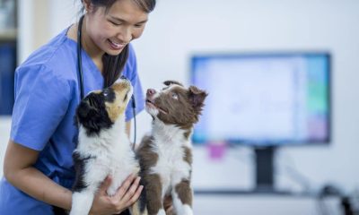 Taking Care of Your Dog