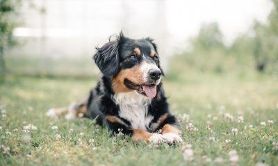 Benefits of Introducing CBD Oil For Pets Into Your Dog’s Diet