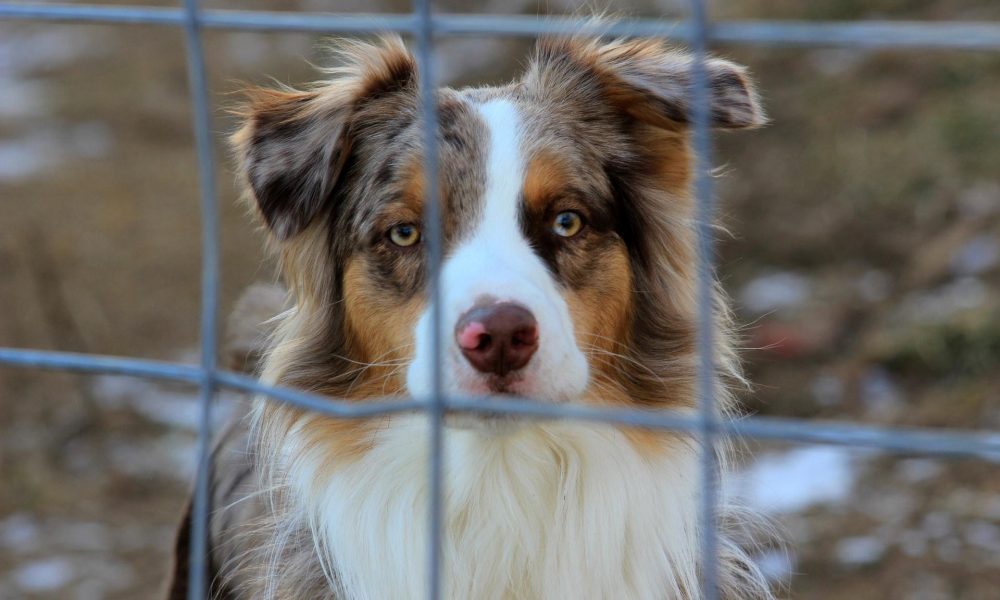 Adopting a Dog From Thailand: The Bond Between a Rescued Pup and their Human