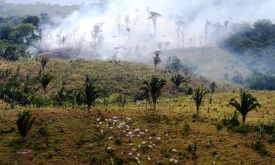 Food Production is the Primary Driver of Biodiversity Loss