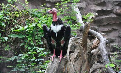 Asian King Vulture in Thailand Lays Egg for the First Time in 25 years