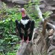 Asian King Vulture in Thailand Lays Egg for the First Time in 25 years