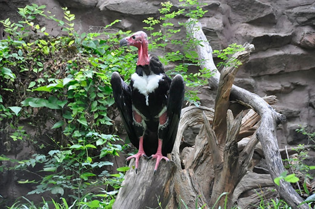 Asian King Vulture in Thailand Lays Egg for the First Time in 25 years