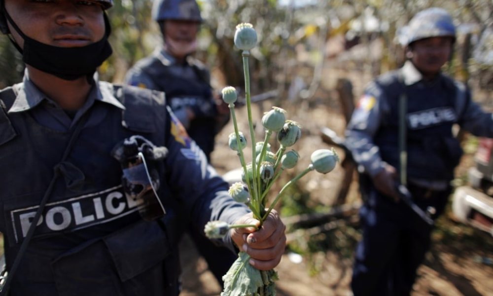 Opium Production Drops in Myanmar as Synthetic Drug Market Expands