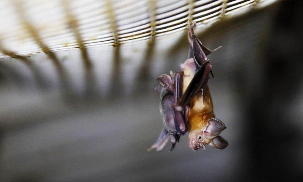 Scientists Finds Bats in Thailand Carry Coronavirus Similar to COVID-19