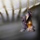 Scientists Finds Bats in Thailand Carry Coronavirus Similar to COVID-19