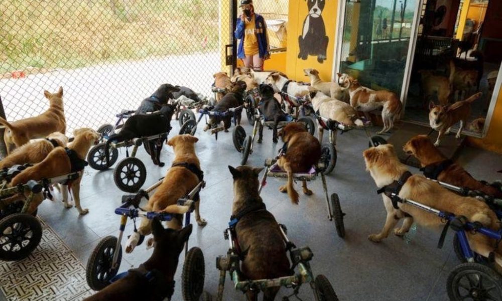 Shelter for Disabled and Stray Dogs in Thailand Threatened by Pandemic