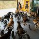 Shelter for Disabled and Stray Dogs in Thailand Threatened by Pandemic