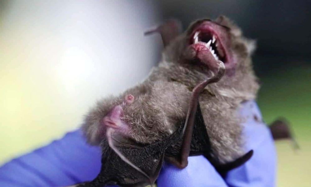 Chachoengsao, Thailand, horseshoe bat, coronavirus, covid-19