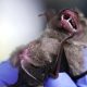 Chachoengsao, Thailand, horseshoe bat, coronavirus, covid-19