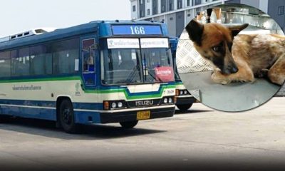 Bus Driver Praised After Rescuing Exhausted Stray Dog from Expressway