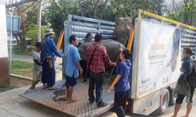 Elephants Poisoned after Eating Grass Contaminated with Paraquat