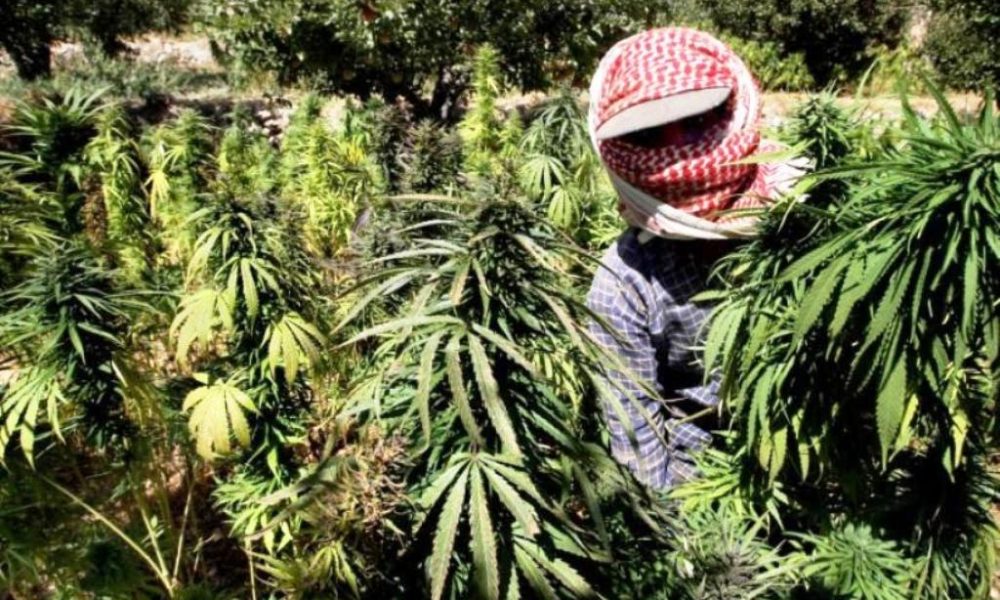 Farmers in Thailand Warned Over Hemp Cultivation Scams