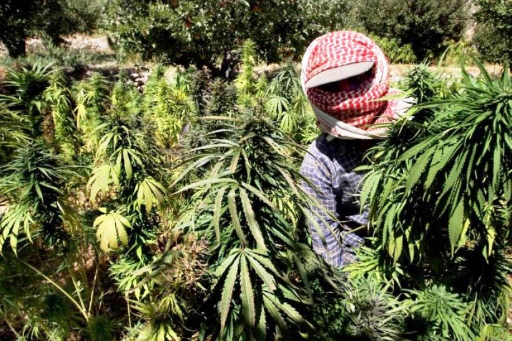 Farmers in Thailand Warned Over Hemp Cultivation Scams