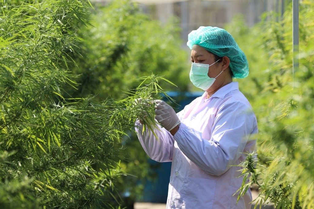 Multipurpose Cannabis Could Light Up Thailand's Economic Engine