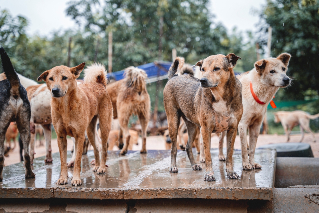 Soi Dog Foundation Warns Global Animal Health is Being Overlooked 