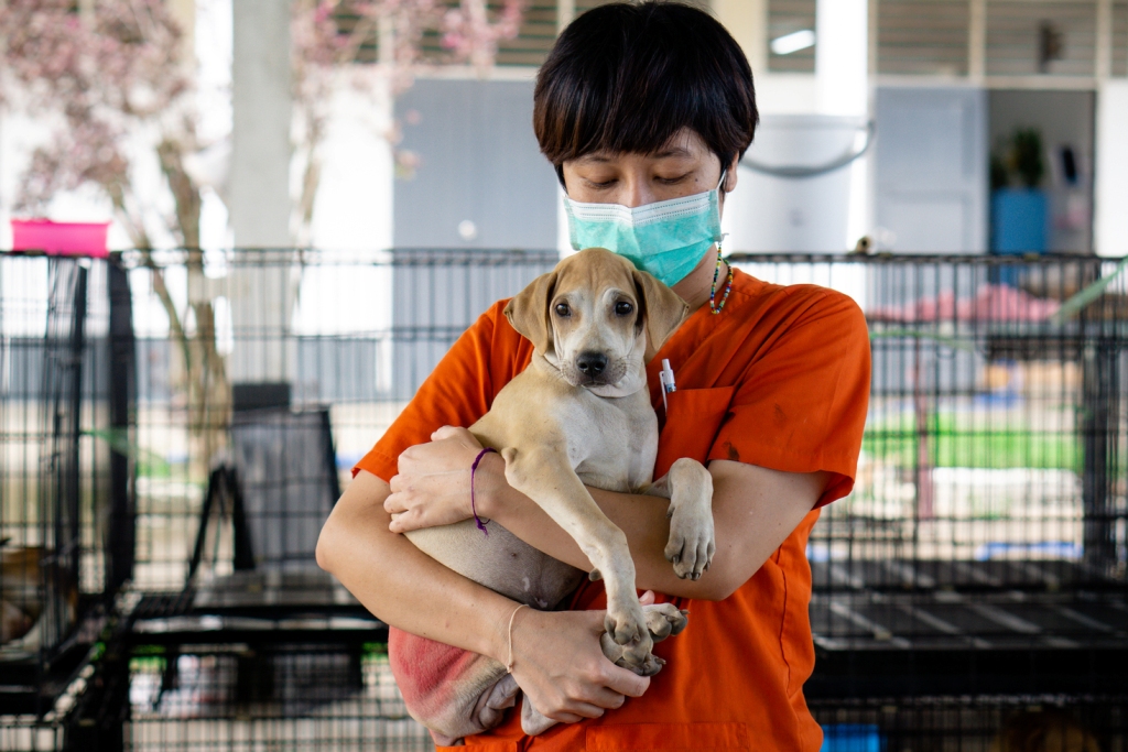 Soi Dog Foundation Warns Global Animal Health is Being Overlooked 