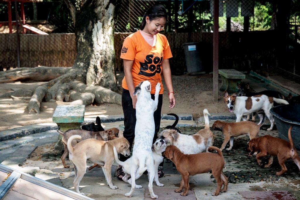 Soi Dog Foundation Warns Global Animal Health is Being Overlooked