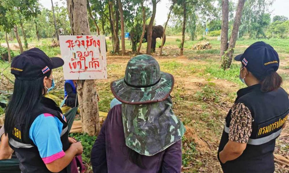 Mahout and Elephant "Cherry" Fall Under Hard Times after Tourist Killed