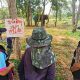 Mahout and Elephant "Cherry" Fall Under Hard Times after Tourist Killed