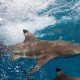resources, Blacktip Reef Sharks to Get Protected Status after TikTok Shooting Video