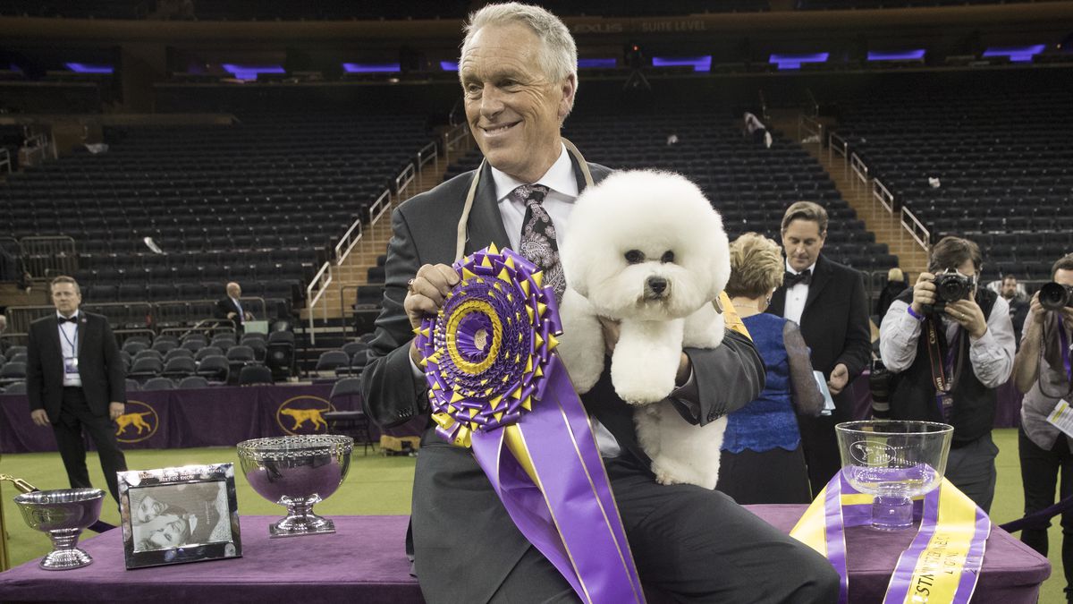 Star dog handler Bill McFadden injured in car crash on way to Westminster Dog Show