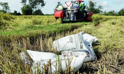 Baht, Thailand, world's biggest rice exporter