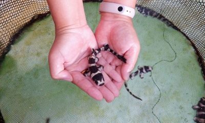 brownbanded bamboo sharks