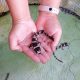 brownbanded bamboo sharks