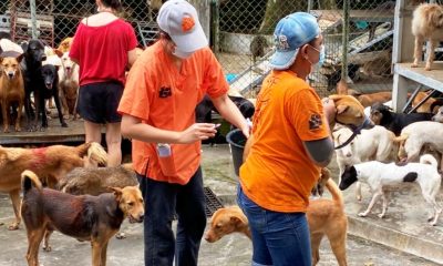 Soi Dog Foundation Vaccinates Over 700 Stray Dogs in Phuket