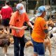 Soi Dog Foundation Vaccinates Over 700 Stray Dogs in Phuket