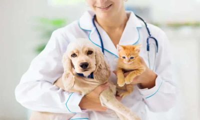 5 Reasons to Pursue a Degree in Veterinary Science