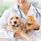 5 Reasons to Pursue a Degree in Veterinary Science