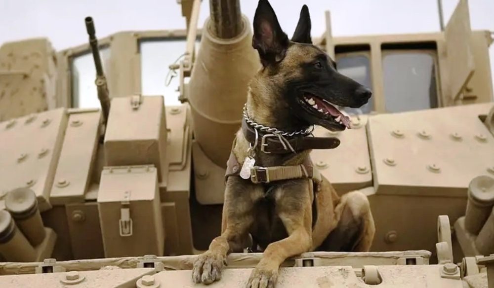 Questions continue to circulate amongst animal rights groups worldwide regarding the fate of service dogs that were allegedly left behind in Afghanistan.