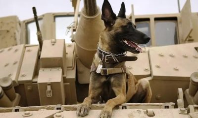 Questions continue to circulate amongst animal rights groups worldwide regarding the fate of service dogs that were allegedly left behind in Afghanistan.