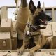 Questions continue to circulate amongst animal rights groups worldwide regarding the fate of service dogs that were allegedly left behind in Afghanistan.