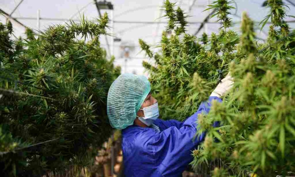 Thailand's Government to Offer Cannabis - Farming -Loans - Thailand