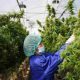 Thailand's Government to Offer Cannabis - Farming -Loans - Thailand