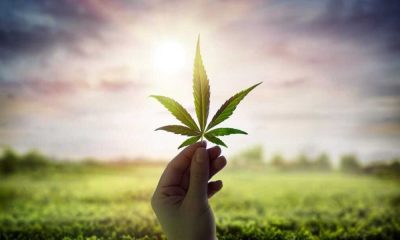 The Newbie’s Guide to Cannabis in 2021