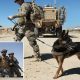 US Military Left Service Dogs Behind in Afghanistan