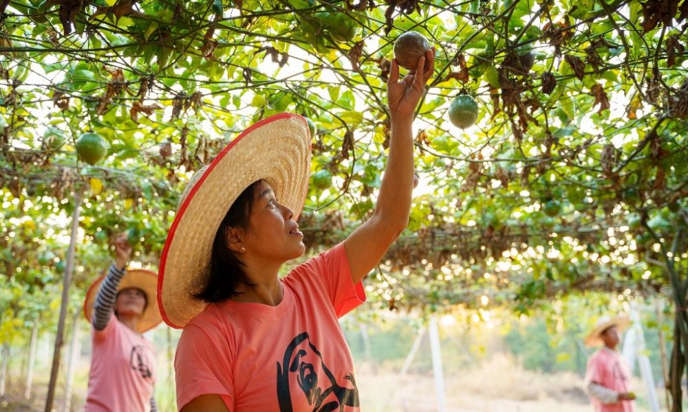 Fairlane Garden Chiang Rai Launches New Thai Fruits and Jam Products