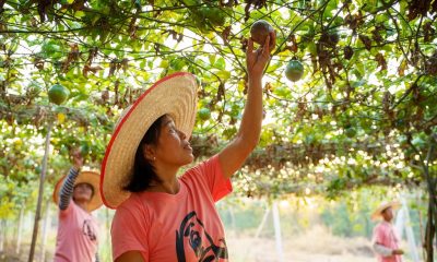 Fairlane Garden Chiang Rai Launches New Thai Fruits and Jam Products