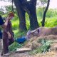 buffalo-chiang mai-police