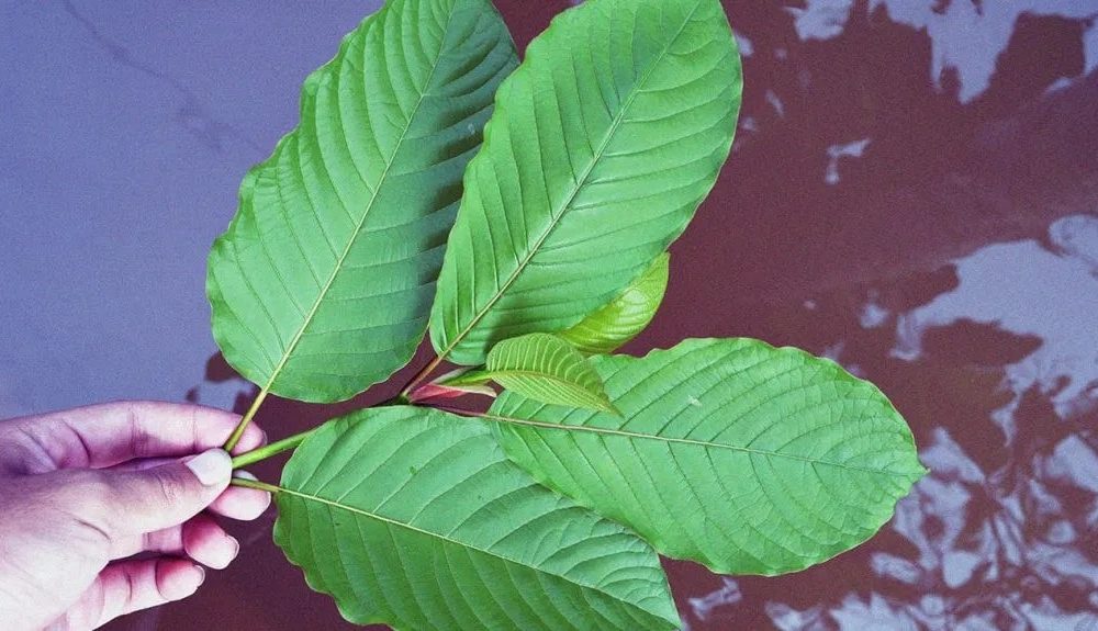 Thailand-Kratom leaf